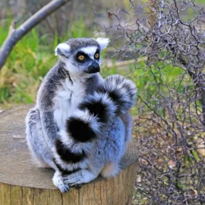 lemur-zoo-londres